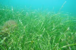 Underwater view of dense Manatee Grass