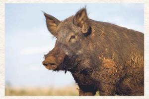 Feral Hog Florida Invasive Species