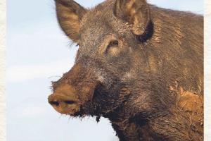 invasive species hogs