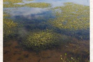 Hydrilla Covering a Lake - Credit: UF/IFAS