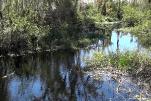 Stream with grasses, undergrowth and trees on the edges