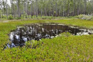 Small pond surrounded by pine trees