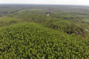 Aerial view of forested wilderness area