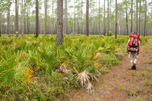 Solitary backpacker hiking on trail through pines and palmettos