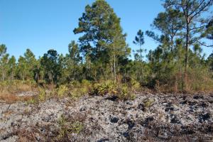 Feral hog damage 