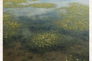 Invasive Species Hydrilla - Credit: UFIFAS