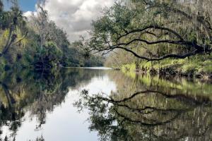 Branches overhand a slow moving shallow river