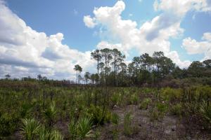 Saw palmetto and pine trees at Potts Preserve 