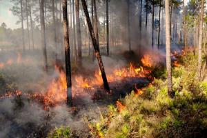 Controlled burn in open upland forest