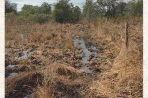 Rooting is common along edges of wetlands creditUFIFAS