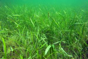 Underwater view of Thall Syringodium Mix seagrass