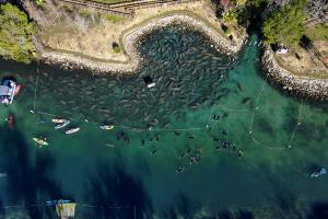 Aerial view of Three Sisters Springs manatees