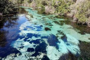 The clear water of the Weeki Wachee River