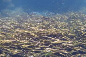 Underwater view of Weeki Wachee River seagrass