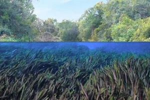 Weeki Wachee River underwater and flowing