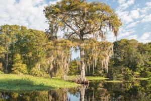 Spanish moss draped tree on shore