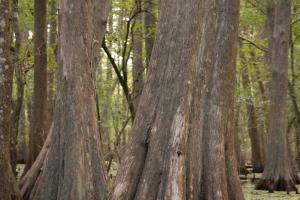 Cypress trunk in shallow water