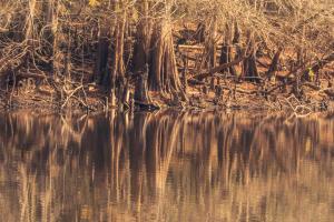 Cypress knees and underbrush reflect off a still section of the river