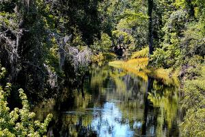Sunshine brightens an idyllic view of green grass and trees along the Withlacoochee River
