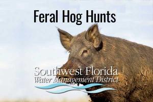 feral hog hunts