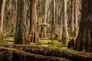 Moody view of cypress trees in wetland