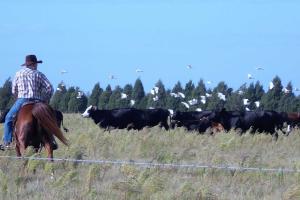 cattle grazing on grass