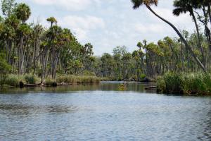 Trees and grasses on the banks of the Chassahowitzka River