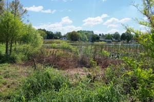 Overgrown wetlands near a small lake