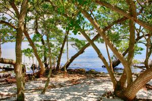 mangroves in sandy beach beside bay
