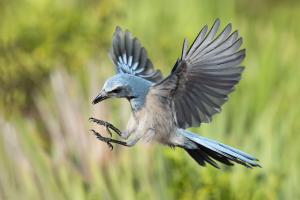 Scrub jay in flight