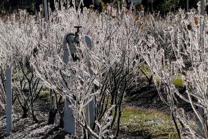 Ice glinting on blueberry plants