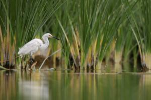 A white great egret wading in shallow water with swamp grasses in background