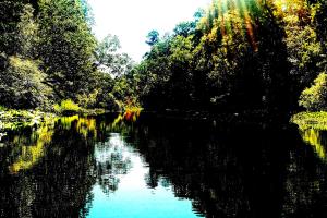 Sun dappled trees on the banks of a still river