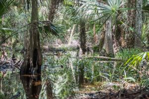 Picture of wetland area. 
