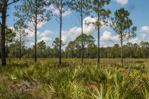 Upland pine forest with saw palmetto under a blue sky