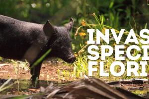 Invasive species in florida