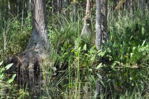 Cypress in wetland setting