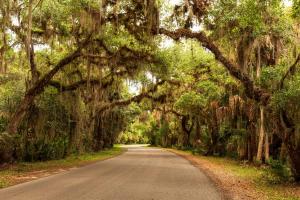 Spanish Moss hanging from trees over two lane road