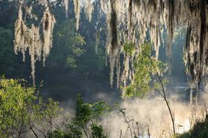 Spanish Moss hanging from trees on bank of the Peace River