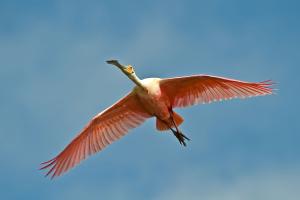 Roseate Spoonbill in flight against a blue sky