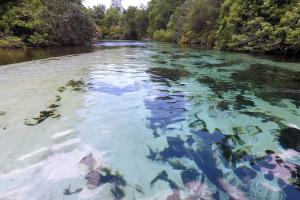 Weeki Wachee River from middle of river