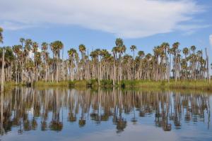 Coastal pine trees reflecting on downstream Weekiwachee River