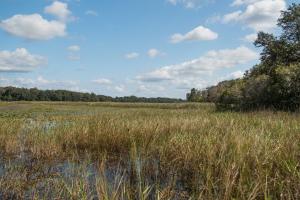 Open marsh grasses under a blue sky