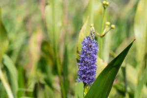 Wildflower in grasses