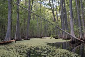 Blackwater river flowing through trees