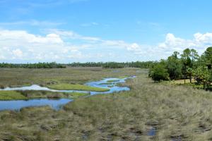 Coastal estuary at Withlacoochee Gulf Preserve