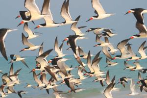 flock of flying sea birds