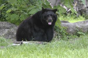 Florida black bear on edge of forest