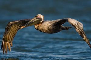 brown pelican in flight over water