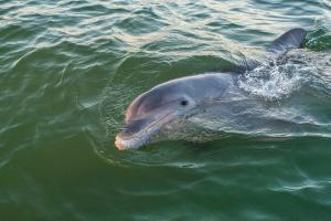 Bottlenose dolphin on surface of water